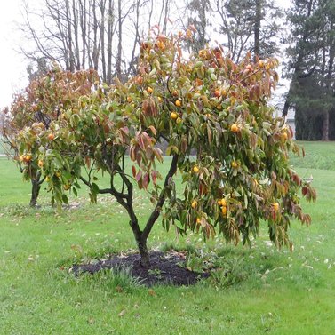 Japanese Persimmon - Japani Phaal - Amlok - Diospyros Kaki