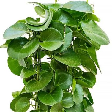 Peruvian Grape Ivy - Cissus Rotundifolia