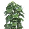 Peruvian Grape Ivy - Cissus Rotundifolia