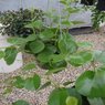 Peruvian Grape Ivy - Cissus Rotundifolia