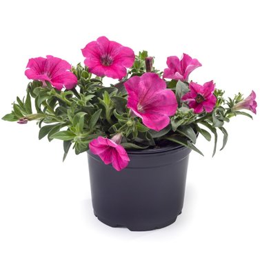 Petunia - Petunia Surfinia Pink Star - Petunia X Hybrida