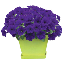 Petunia - Petunia Surfinia Purple -  Petunia X Hybrida