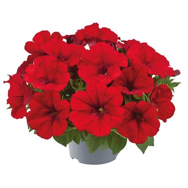 Petunia - Petunia Surfinia Red - Petunia X Hybrida