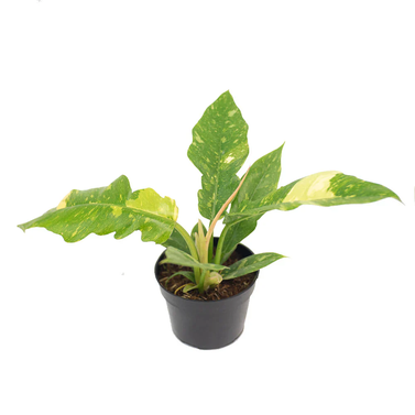 Philodendron Ring of Fire Variegated - Philodendron Bipinnatifidum - Selloum