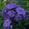 Phlox Paniculata - Collection