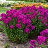 Phlox Paniculata - Collection