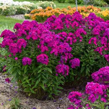 Phlox Paniculata - Collection