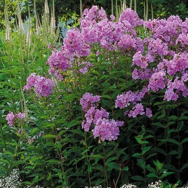 Phlox Paniculata - Collection