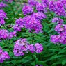 Phlox Paniculata - Collection