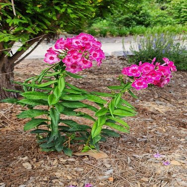 Phlox Paniculata - Collection