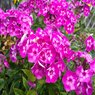 Phlox Paniculata - Collection