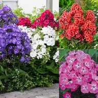 Phlox Paniculata - Collection