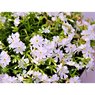 Phlox Subulata-Moss Phlox-Blue, Pink, Purple, White, Full Sun