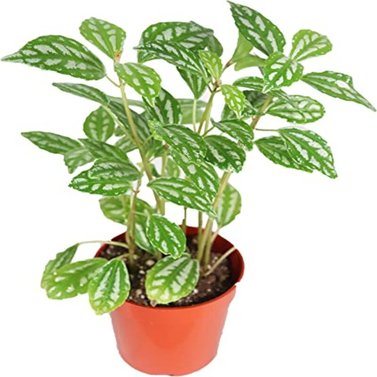 Pilea Cadierei - Aluminum Plant