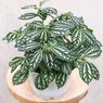 Pilea Cadierei - Aluminum Plant