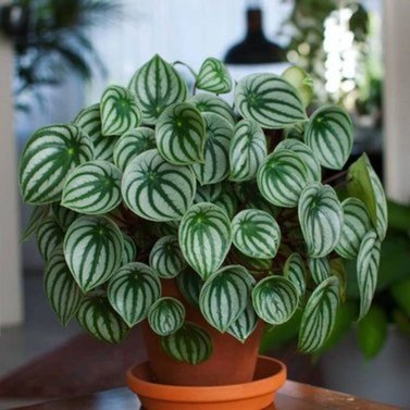 Pilea Cadierei - Aluminum Plant