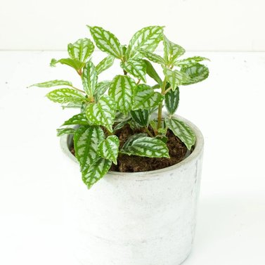 Pilea Cadierei - Aluminum Plant