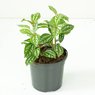 Pilea Cadierei - Aluminum Plant