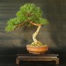 Pine Bonsai Plant