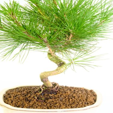 Pine Bonsai Plant