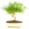 Pine Bonsai Plant