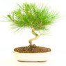 Pine Bonsai Plant