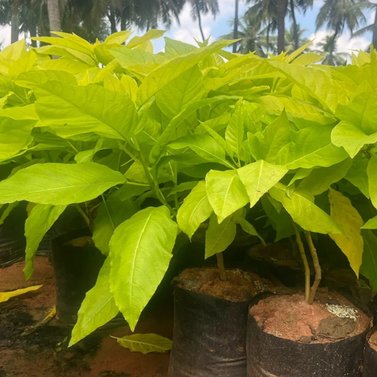 Pisonia Alba - Pisonia Grandis -Lettuce Tree - Moonlight Tree - Birdlime