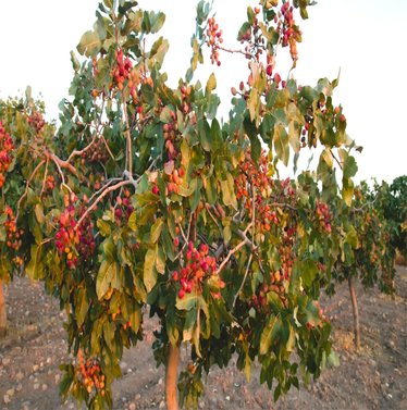 Pistachio - Pistacia vera