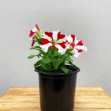 Petunia - Petunia Surfinia Redstar Image