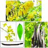 Cassia Fistula-Amaltas-Golden Shower Tree - Bahava