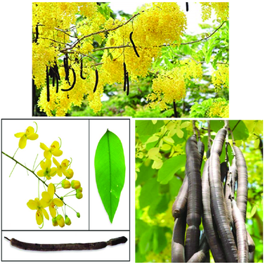 Cassia Fistula-Amaltas-Golden Shower Tree - Bahava