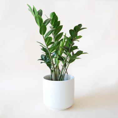 ZZ Plant - Zamioculcas  Zamiifolia