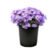 Phlox Subulata-Moss Phlox-Blue, Pink, Purple, White, Full Sun