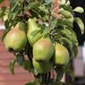 Pear - Nashpati - Pyrus Communis