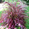 Fountain Grass -  Pennisetum