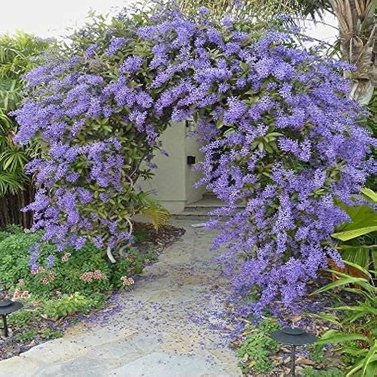 Sweet Petrea -Sand Paper Vine - Queens Wreath -Petrea Volubilis