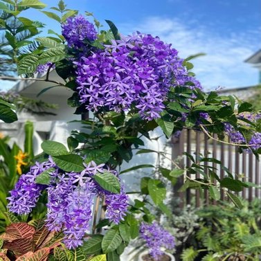 Sweet Petrea -Sand Paper Vine - Queens Wreath -Petrea Volubilis