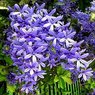 Sweet Petrea -Sand Paper Vine - Queens Wreath -Petrea Volubilis