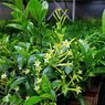 Raat ki Rani - Cestrum Nocturnum - the Lady of the Night - Night-Blooming Jasmine