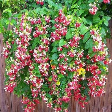 Rangoon Creeper-Jhumka Bail-Vine