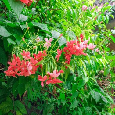 Rangoon Creeper-Jhumka Bail-Vine