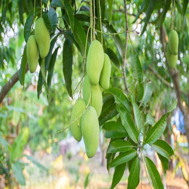 Mangoes-  Aam - Different Verities