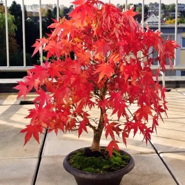 Red Maple Tree - Acer Rubrum