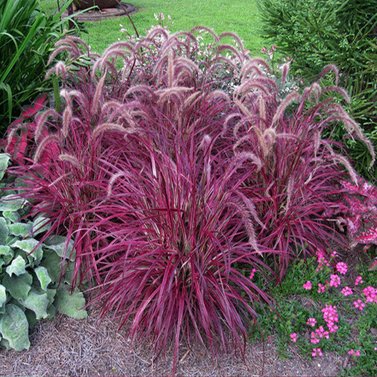 Fountain Grass -  Pennisetum