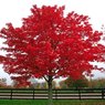 Red Maple Tree - Acer Rubrum