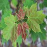 Red Maple Tree - Acer Rubrum