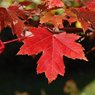 Red Maple Tree - Acer Rubrum