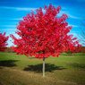 Red Maple Tree - Acer Rubrum