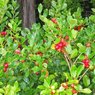 Red Strawberry Guava-Red Apple Guava-Psidium Guajava