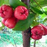 Rose Apple - Syzygium Samarangense